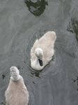 SX26902 Cygnet.jpg